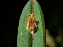 Lepanthes mucronata