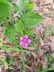 Spigelia scabrella
