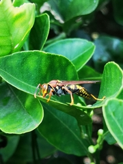 Polistes myersi