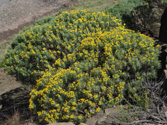 Euryops floribundus