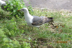 Larus fuscus