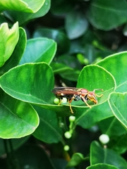 Polistes myersi