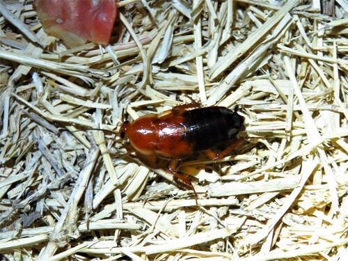 Fulvous Wood Cockroach photo 2