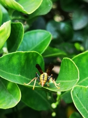 Polistes myersi
