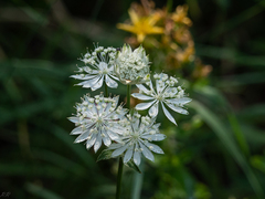 Saniculeae