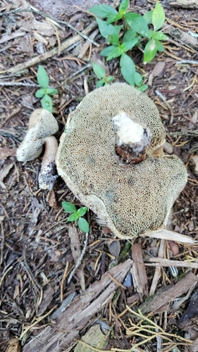 Porphyrellus sordidus image