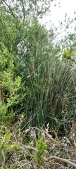 Juncus textilis