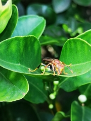 Polistes myersi