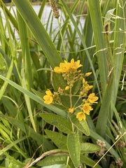 Lysimachia vulgaris