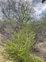 Randia obcordata