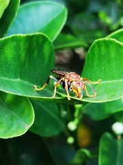 Polistes myersi