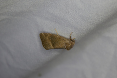 Plagiomimicus spumosum