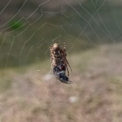 Parawixia audax