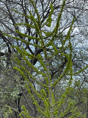 Randia obcordata