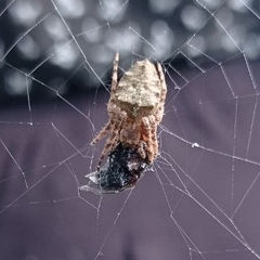 Parawixia audax