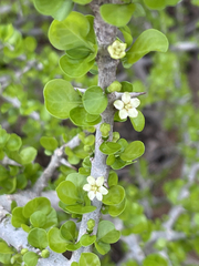 Randia obcordata
