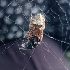 Parawixia audax