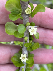 Randia obcordata