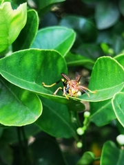 Polistes myersi