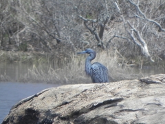 Egretta caerulea × tricolor