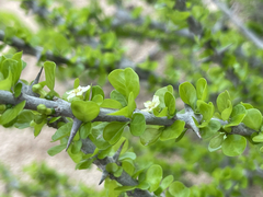 Randia obcordata