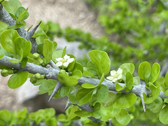 Randia obcordata