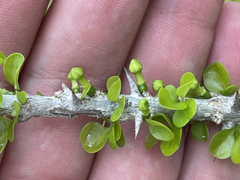 Randia obcordata