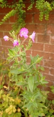 Epilobium hirsutum