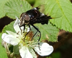 Copestylum mexicanum