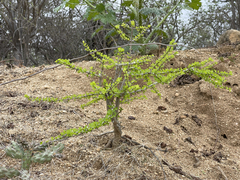Randia obcordata