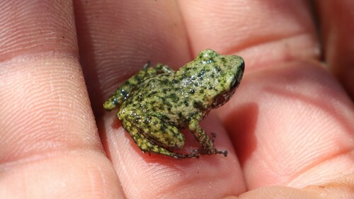 Big-eared Chirping Frog
