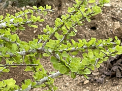 Randia obcordata