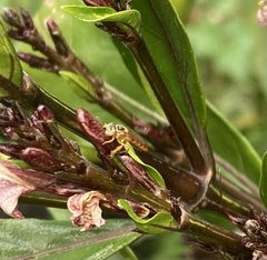 Tetragonisca fiebrigi