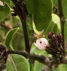 Tetragonisca fiebrigi