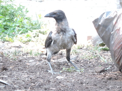 Corvus cornix