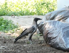 Corvus cornix