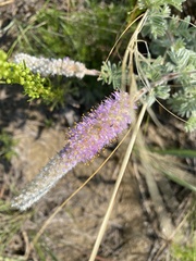 Dalea villosa villosa