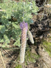 Dalea villosa villosa
