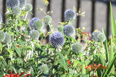 Echinops bannaticus