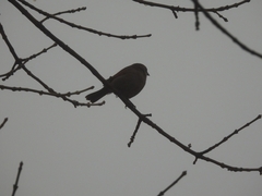 Agelaioides badius