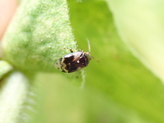 Deraeocoris nebulosus