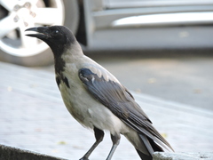 Corvus cornix