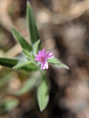 Epilobium densiflorum