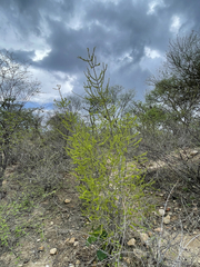 Randia obcordata