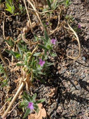 Epilobium densiflorum