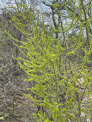 Randia obcordata