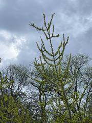 Randia obcordata