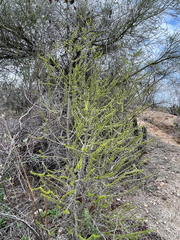 Randia obcordata