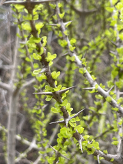 Randia obcordata