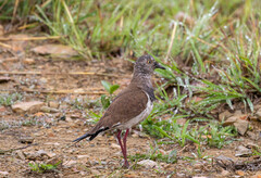 Vanellus melanopterus minor
